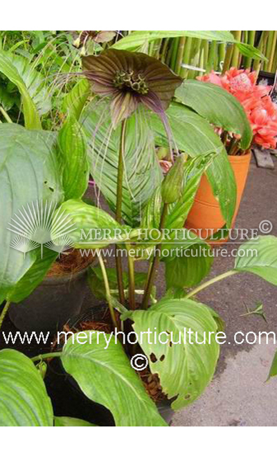 Tacca chantrieri (purple)